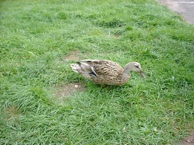duck3
