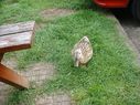 Filename=duck1.jpg
Filesize=277KiB
Dimensions=854x640
Date added=Jul 11, 2021 duck1.jpg