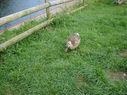 Filename=duck2.jpg
Filesize=281KiB
Dimensions=854x640
Date added=Jul 11, 2021 duck2.jpg