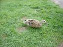 Filename=duck3.jpg
Filesize=243KiB
Dimensions=854x640
Date added=Jul 11, 2021 duck3.jpg