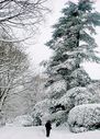 Filename=_Christmas_At_The_Lakes__73.JPG
Filesize=243KiB
Dimensions=687x959
Date added=Jul 11, 2021 _Christmas_At_The_Lakes__73.JPG