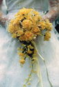 Dave_And_Jayne_Wedding_13.jpg